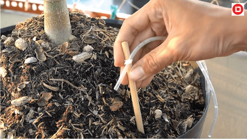 Cắm cọc xuống chậu cây đang trồng và chỉnh vanh nước để hệ thống tưới nhỏ giọt tự hoạt động.