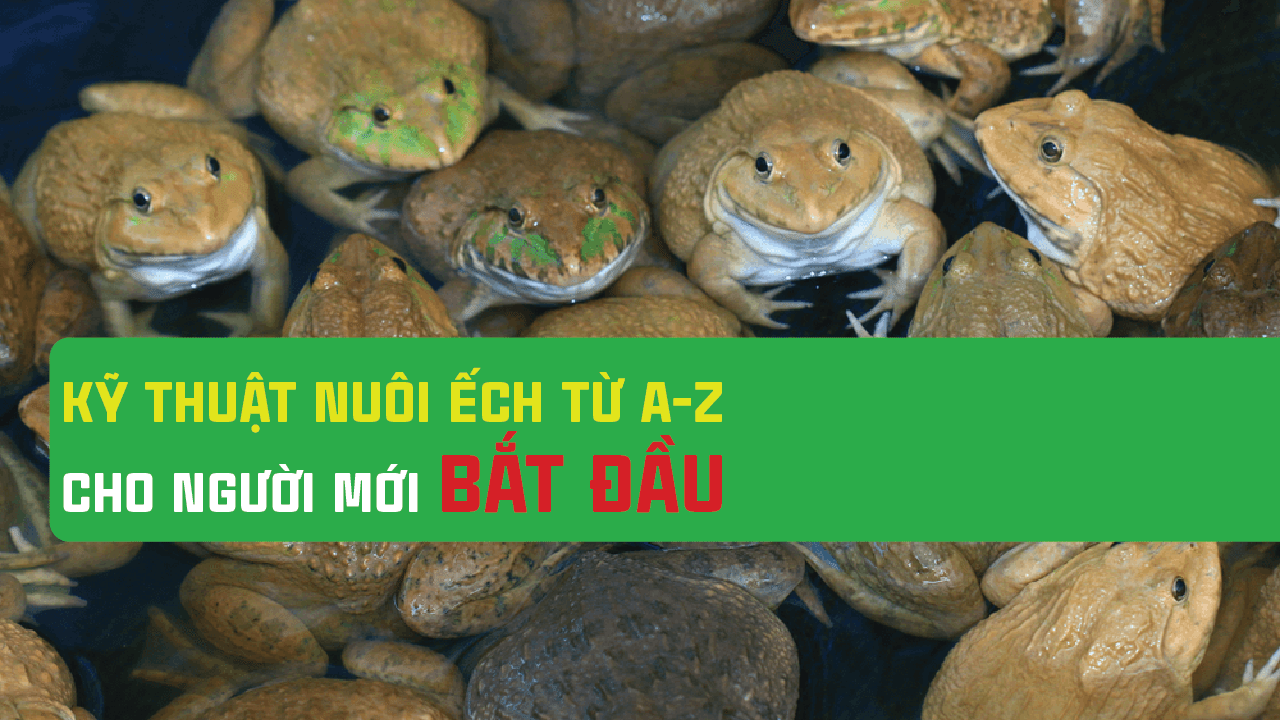 Giới thiệu kỹ thuật nuôi ếch trong bể lót bạt mang về siêu lợi nhuận  Thủy  Hải Sản Việt Nam