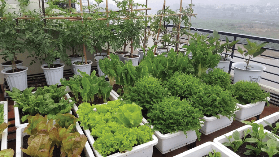 Cải tạo đất trồng rau để có vườn rau xanh tốt hơn.
