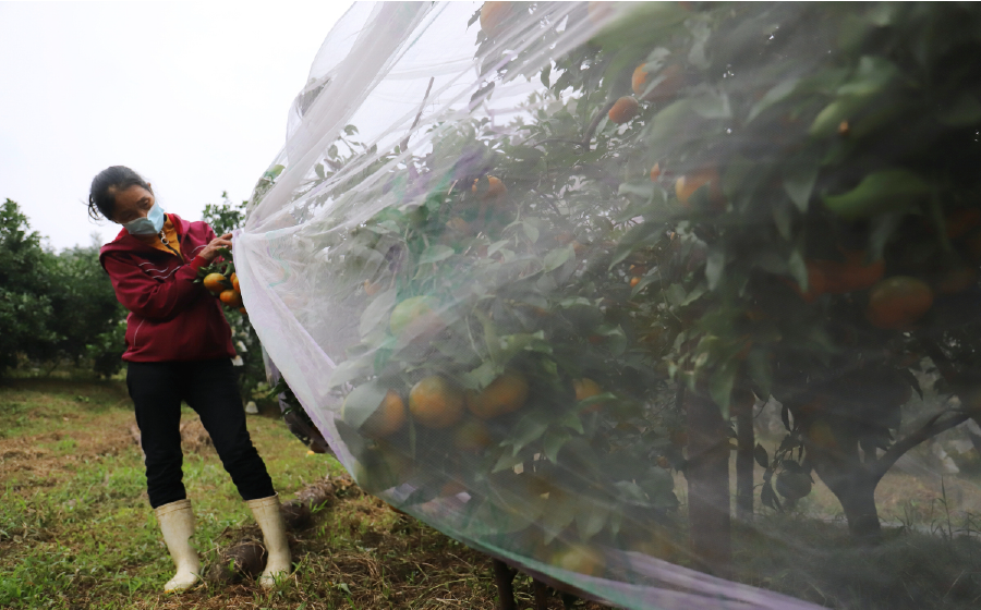 chị Lanh đang khoe thành quả vườn cam nhà mình sau khi sử dụng lưới chắn côn trùng cho từng cây cam.